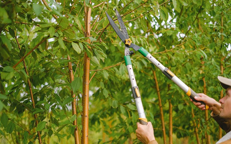Tree trimming in Owensville, IN